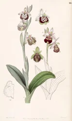 Ophrys fuciflora or Ophrys holoserica